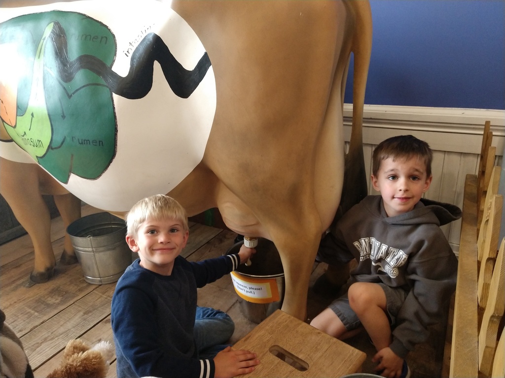 Milking cows at Sandcastle Museum